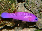 Pictichromis porphyrea M