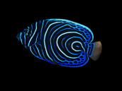 Pomacanthus imperator Juvenile 6-8 cm