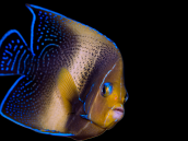 Pomacanthus semicirculatus Adult 12-15 cm