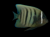 Pomacanthus sexstriatus Adulte 8-12 cm