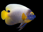 Pomacanthus xanthometopon Adult 12-15 cm
