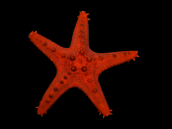Protoreaster nodosus 10-15 cm Colored