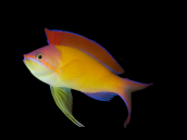 Pseudanthias dispar M&acirc;le 7-10 cm