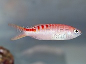 Pseudanthias lori 3-4cm