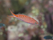 Pseudanthias lori M&acirc;le 3-4cm