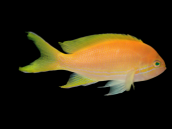 Pseudanthias pleurotaenia Female 7-10 cm