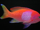 Pseudanthias pleurotaenia Male M