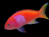 Pseudanthias pleurotaenia Male M