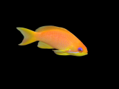 Pseudanthias squamipinnis Femelle 4-6cm