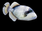 Pseudobalistes flavimarginatus Juvenile 5-10 cm