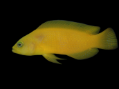 Pseudochromis fuscus (aureus) M YELLOW