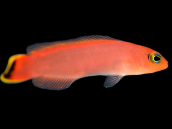Pseudoplesiops sp. M Red