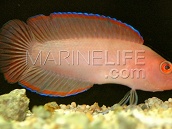 Pseudoplesiops typus M