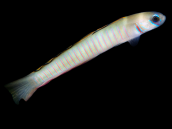 Ptereleotris zebra M