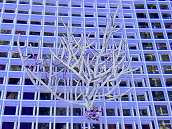 Pterogorgia citrina 01