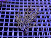 Pterogorgia citrina 02