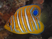 Pygoplites diacanthus Juv&eacute;nile 3-6 cm