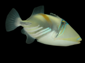 Rhinecanthus aculeatus 5-8 cm