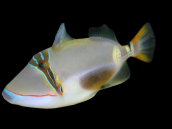 Rhinecanthus verrucosus 4-5 cm