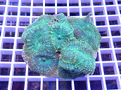 Rhodactis inchoata green