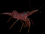 Rhynchocinetes durbanensis 3-4 cm