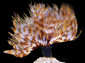 Sabellastarte magnifica M