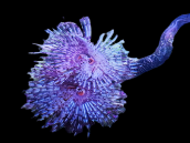 Sabellastarte spectabilis M