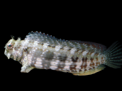 Salarias fasciatus 6-8cm