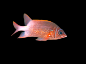 Sargocentron caudimaculatum 8-10 cm