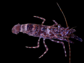 Saron spp. Female S