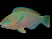 Scarus quoyi M&acirc;le 8-12 cm