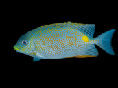 Siganus guttatus 8-12 cm