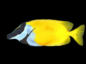 Siganus vulpinus 5-7cm
