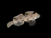 Signigobius biocellatus M
