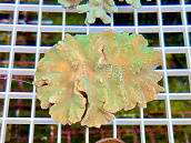 Sinularia dura green