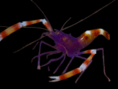 Stenopus tenuirostris 2-3 cm Blue / purple body