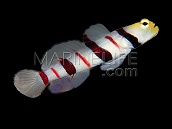Stonogobiops dracula M