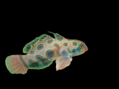 Synchiropus picturatus M