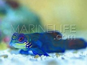 Synchiropus splendidus 4-6cm