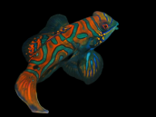 Synchiropus splendidus 3-4 cm