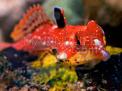 Synchiropus sycorax 3-4cm