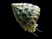 Tectus fenestratus 3-4 cm