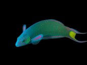 Thalassoma lunare Male Adult 8-12 cm