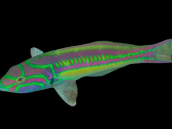Thalassoma quinquevittatum Female M