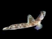 Tomiyamichthys oni M