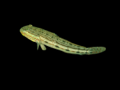 Valenciennea longipinnis 8-12 cm