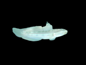 Valenciennea muralis 5-8 cm