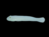 Valenciennea sexguttata M