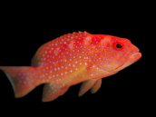 Variola albimarginata 6-8 cm