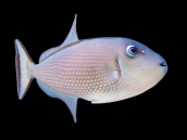 Xanthichthys auromarginatus Female 8-12 cm